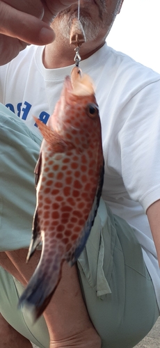 オオモンハタの釣果