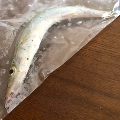 カマスの釣果