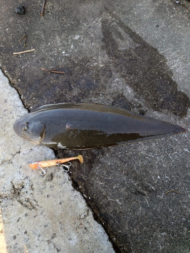 シタビラメの釣果