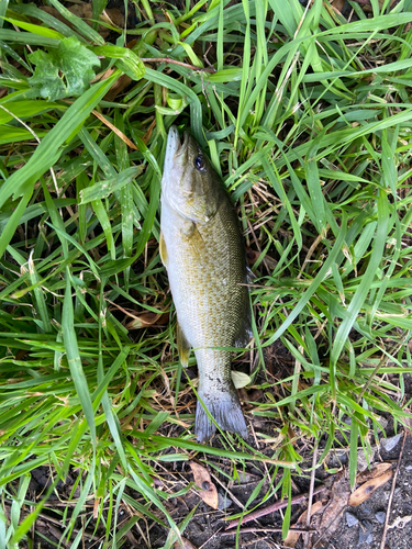 スモールマウスバスの釣果