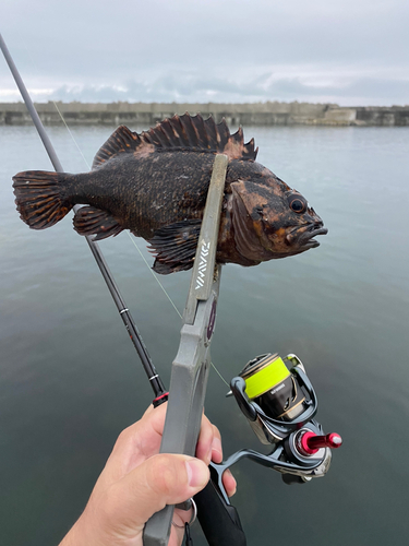 ムラソイの釣果