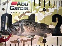 クロソイの釣果