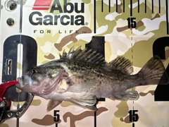 クロソイの釣果