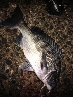 クロダイの釣果