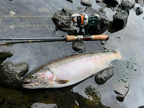 ニジマスの釣果