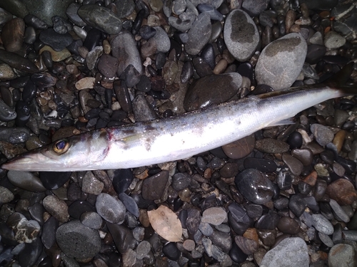 カマスの釣果