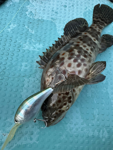 ハタの釣果