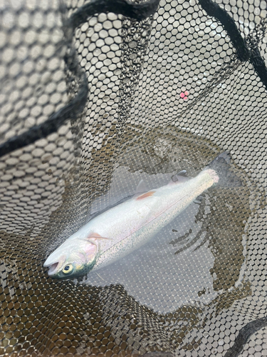 ニジマスの釣果