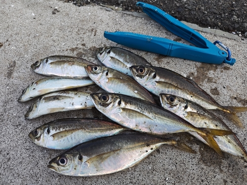 アジの釣果