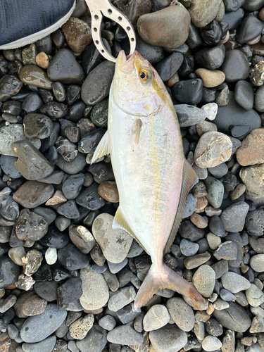 ショゴの釣果