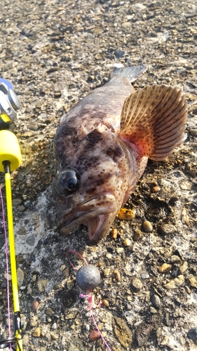 ムラソイの釣果