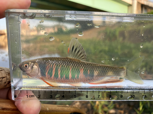 オイカワの釣果