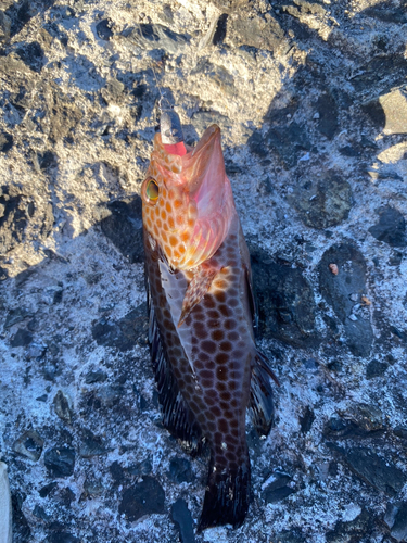 オオモンハタの釣果