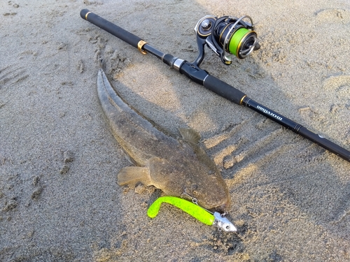 マゴチの釣果