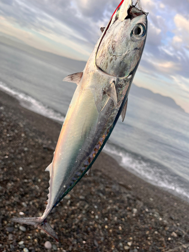 ソウダガツオの釣果