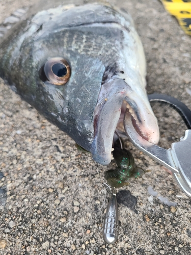 チヌの釣果