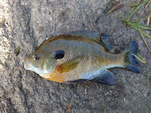 ブルーギルの釣果