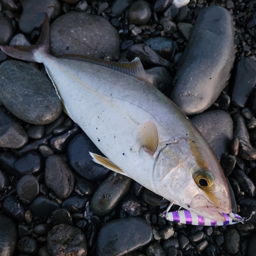 ショゴの釣果