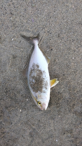 ショゴの釣果