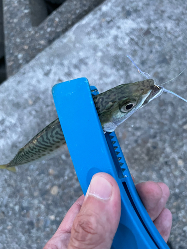 サバの釣果