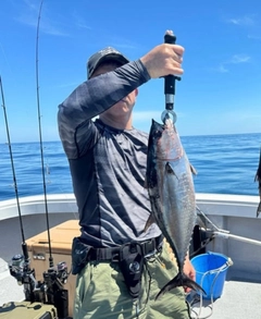 コシナガマグロの釣果