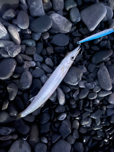 カマスの釣果