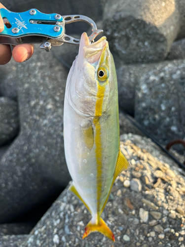 ツバスの釣果