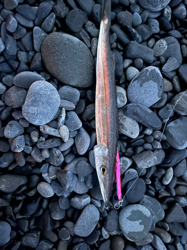 カマスの釣果