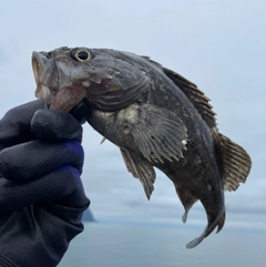 クロソイの釣果