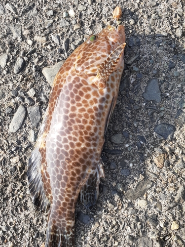 オオモンハタの釣果