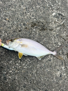 ショゴの釣果