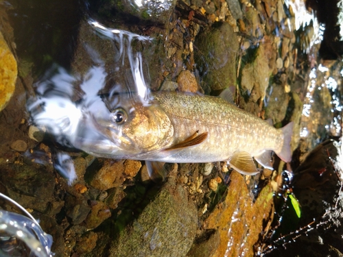 イワナの釣果