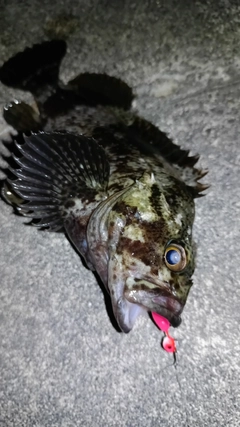 ムラソイの釣果