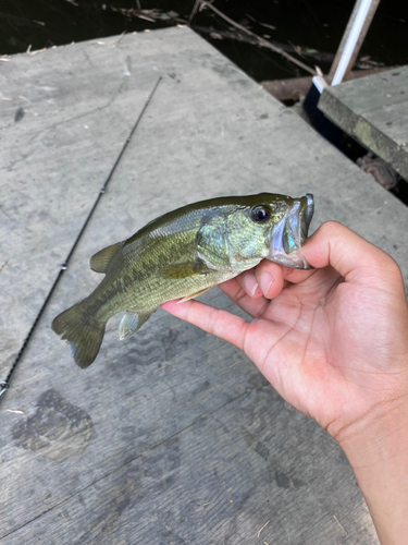 ラージマウスバスの釣果