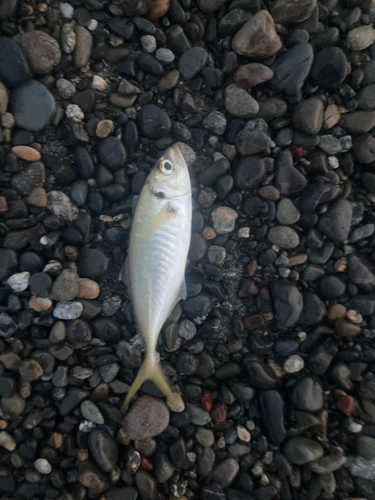 マアジの釣果