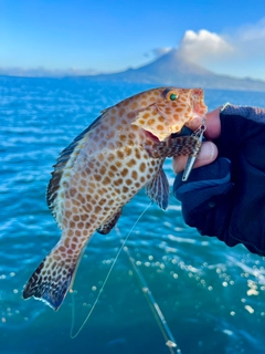 オオモンハタの釣果