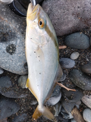 ショゴの釣果