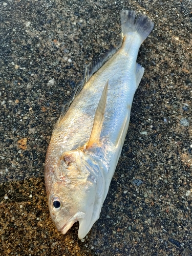 イシモチの釣果