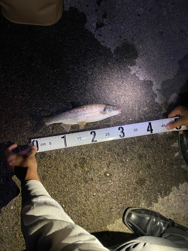 ウグイの釣果