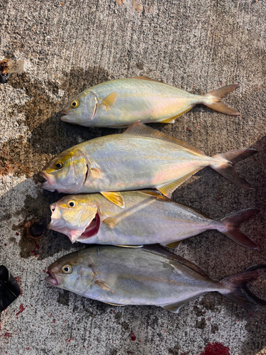 ショゴの釣果