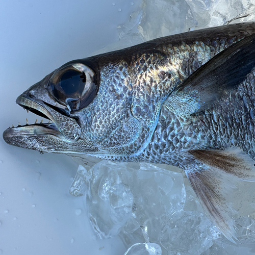 ムツの釣果