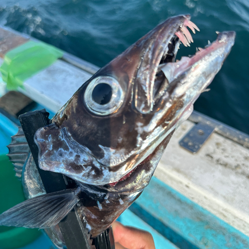 クロシビカマスの釣果