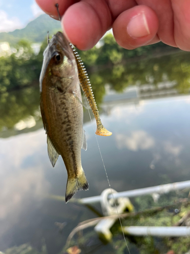 ラージマウスバスの釣果