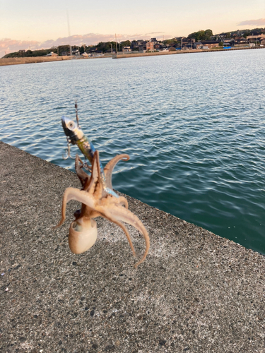 タコの釣果