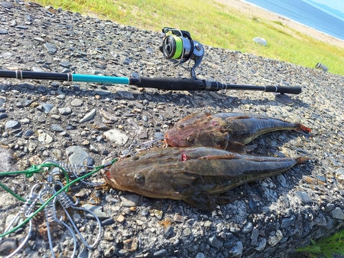 マゴチの釣果