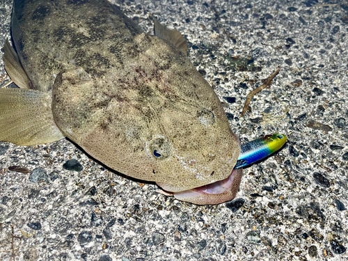 マゴチの釣果