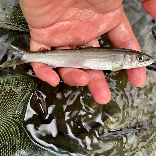 アユの釣果