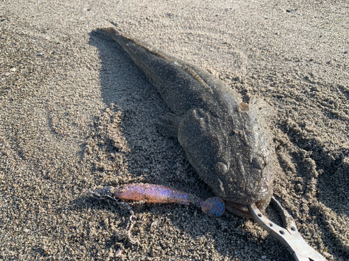 マゴチの釣果