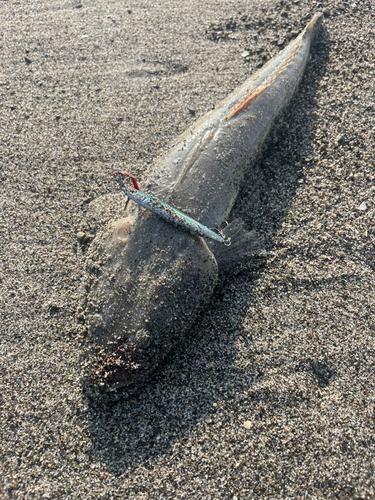 コチの釣果