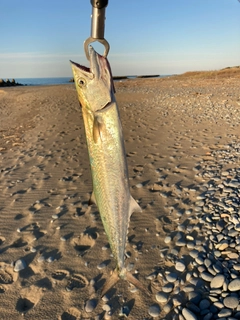 サゴシの釣果